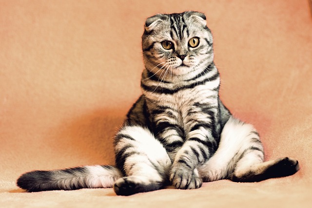 A cat slouching